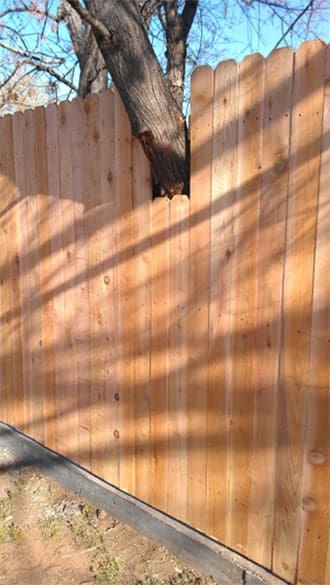 Side by side cedar fence with tree cutout